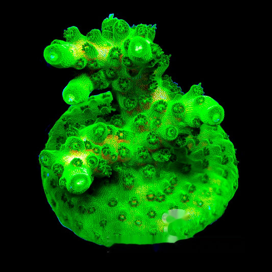 Toxic Fusion Acropora Frag (Aquacultured) Size: M 0.75” to 1” Approx Frag