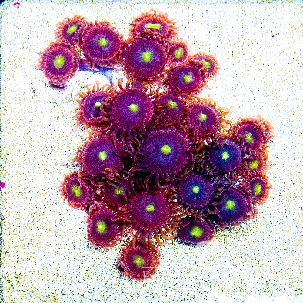 Aquacultured Antimatter Zoanthid Frag (4+ Polyp Average) Size: M 0.75” to 1” Frag