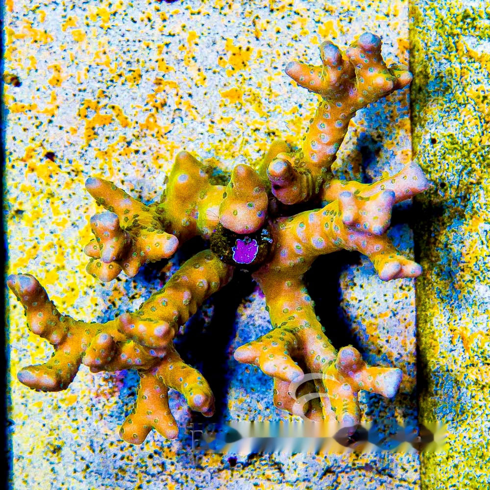 Tropicana Anacropora Frag (Aquacultured) Size: M 0.5" to 0.75" Approx Frag