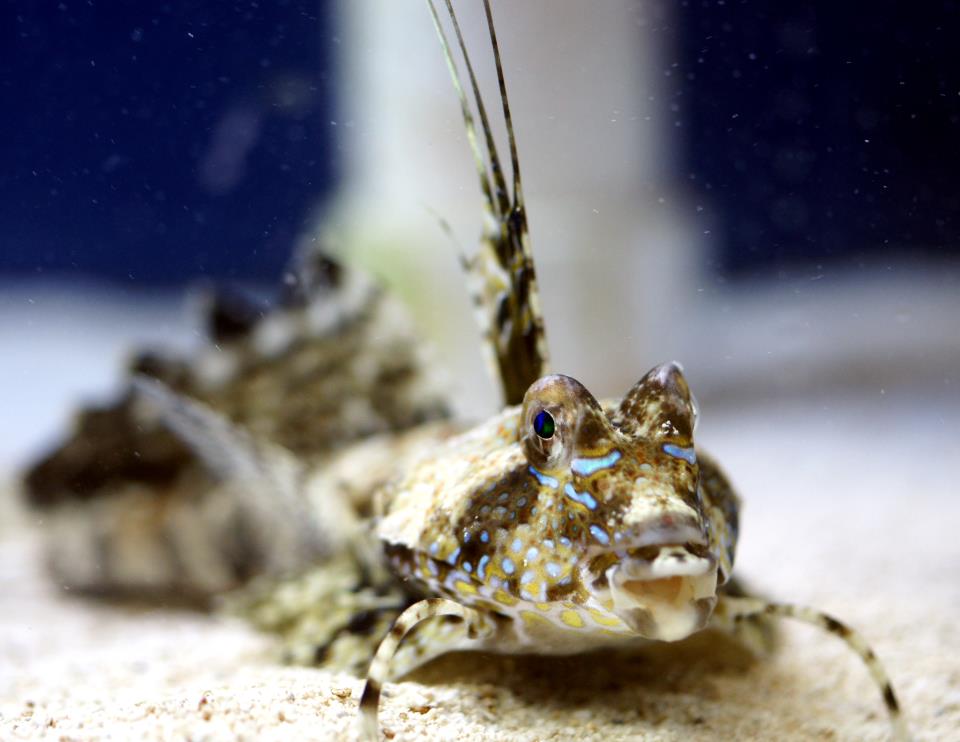 Kuiter's Dragonet Size: XL 4" to 5"