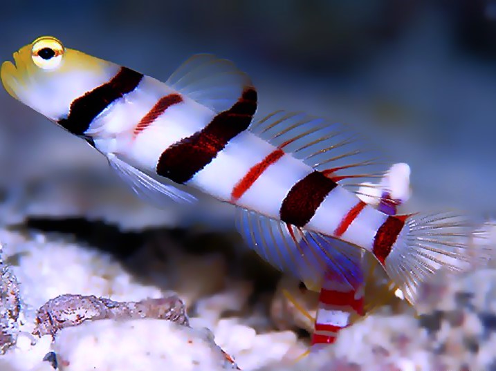 Dracula Goby(Male)