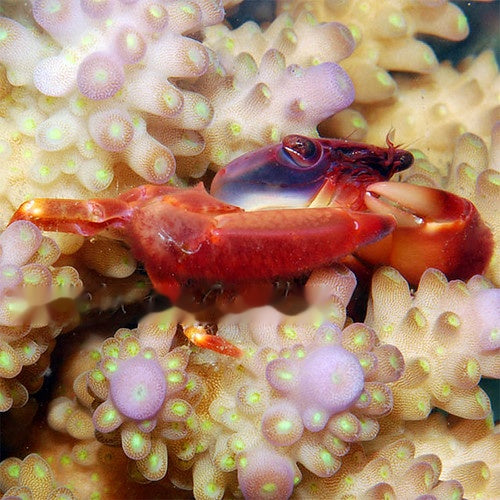 Acropora Crab