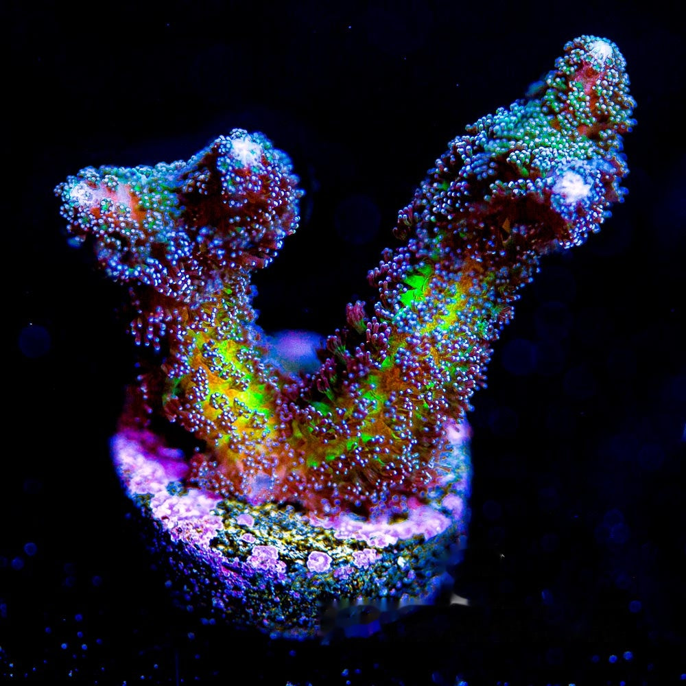 Birds of Paradise Birdsnest Frag (Aquacultured) Size: M 0.75" to 1" Approx Frag