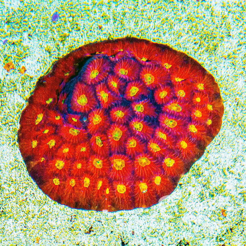 Sonic Boom Favites Frag (Aquacultured) Size: M 0.75" to 1" Approx Frag