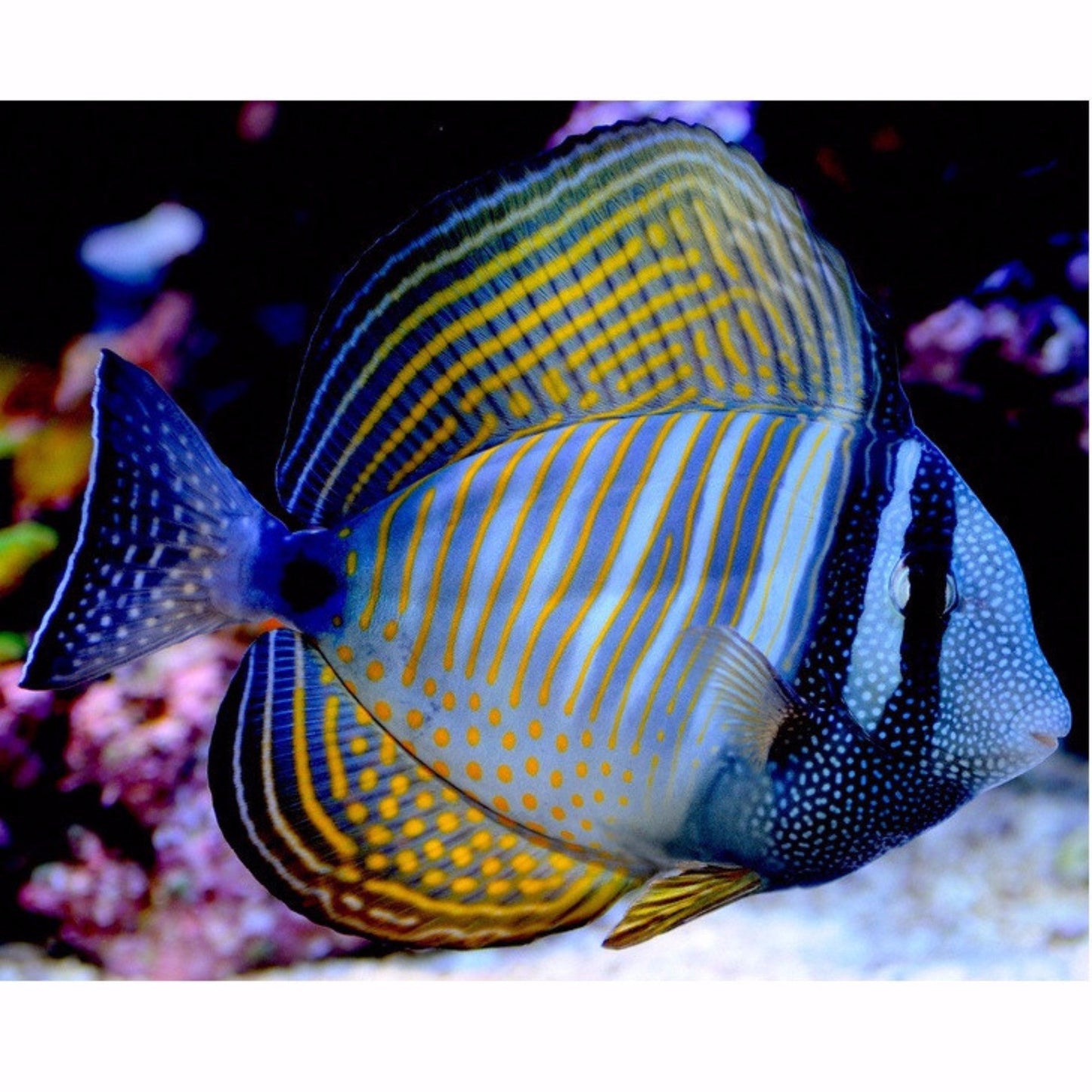 Desjardini Tang (Red Sea Sailfin Tang) - Violet Aquarium