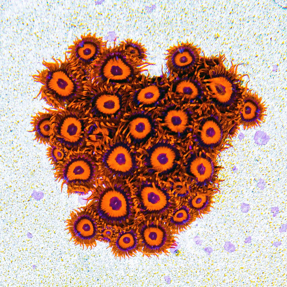 Aquacultured Orange Oxide Zoanthid Frag (4+ Polyp Average) Size: M 0.75” to 1” Frag