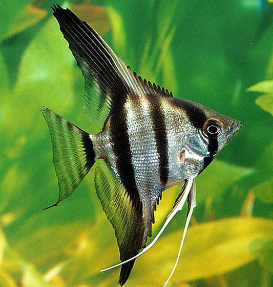 Zebra Angelfish Size: ML 2" to 3"