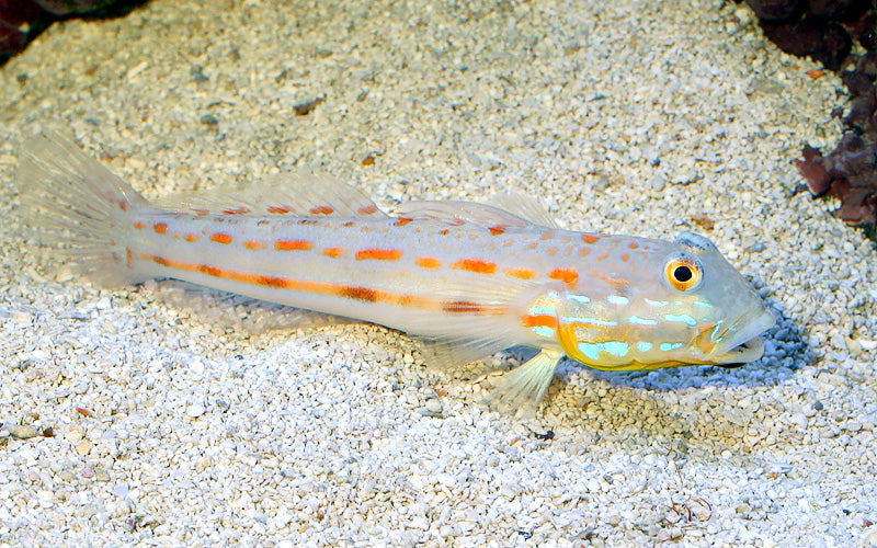 Diamond Watchman Goby - Violet Aquarium