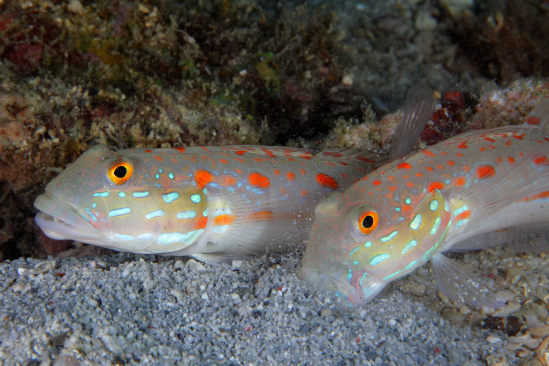 Diamond Watchman Goby - Violet Aquarium