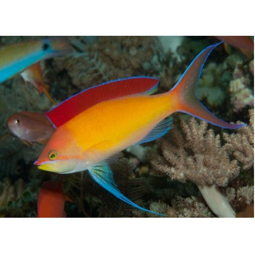 Dispar Anthias - Violet Aquarium