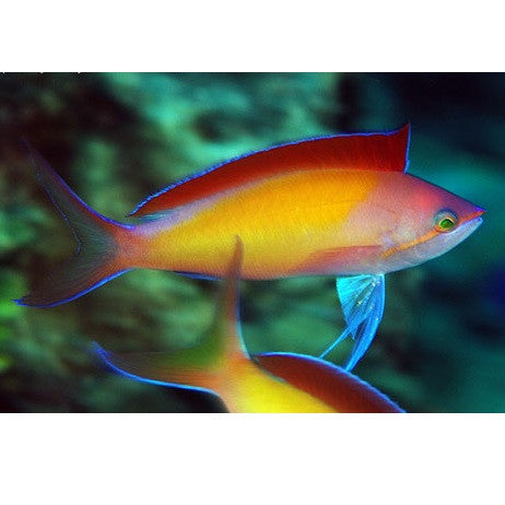 Dispar Anthias - Violet Aquarium