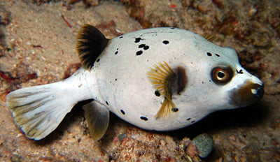 Dogface PufferFish Size: XXXL/SHOW  7" and Above - Violet Aquarium 