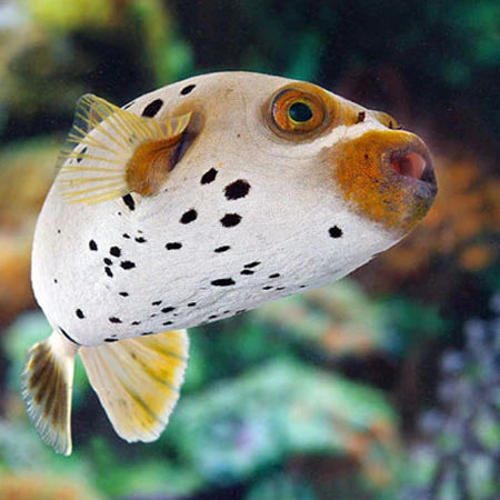 Dogface PufferFish Size: XXXL/SHOW  7" and Above - Violet Aquarium 