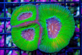 Aussie Moseleya Coral Size: M 0.75" to 2" - Violet Aquarium 