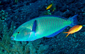 Ring Wrasse Size: L 4" to 5" Juv