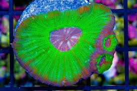 Aussie Moseleya Coral Size: M 0.75" to 2" - Violet Aquarium 