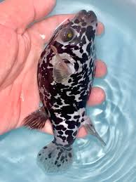 Rare Solomon Islands Black Dalmation PufferFish Size: XXL 6" to 7"
