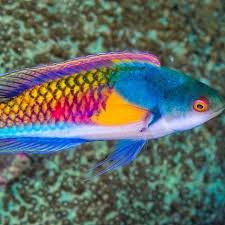 Yellow Flanked Fairy Wrasse Size: L 2.5 to 3" - Violet Aquarium 