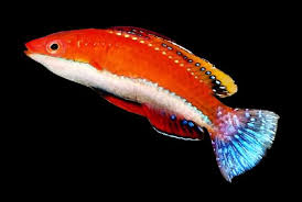 Red Parrot Wrasse Size: S 2" to 3"