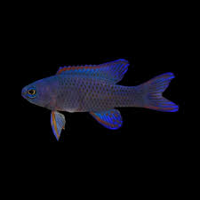 Randall's Assessor Basslet