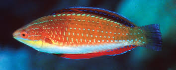 Red Parrot Wrasse Size: S 2" to 3"