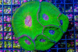 Aussie Moseleya Coral Size: M 0.75" to 2" - Violet Aquarium 