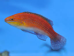 Red Parrot Wrasse Size: S 2" to 3"