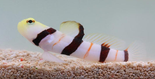 Dracula Goby(Female)