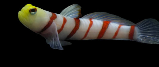 Dracula Goby(Male)