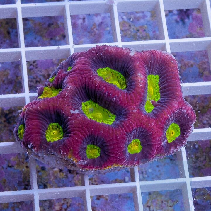 Dragon Soul Favia Size: M 0.75" to 1" Diamter Approx - Violet Aquarium 