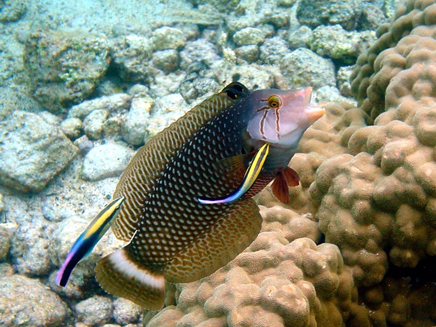 Dragon Wrasse Size: M 2.5" to 3.5"