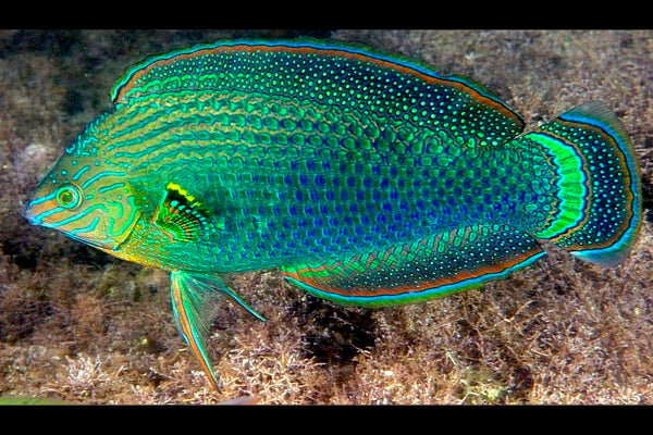 Dusky Wrasse - Violet Aquarium