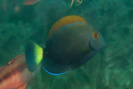 Dussumieri Tang. Indonesia Size: M 2.5" to 3.5"