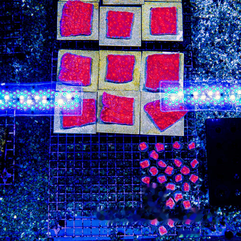 Fireball Chalice Frag (Aquacultured) Size: M 0.75” to 1” Approx Frag