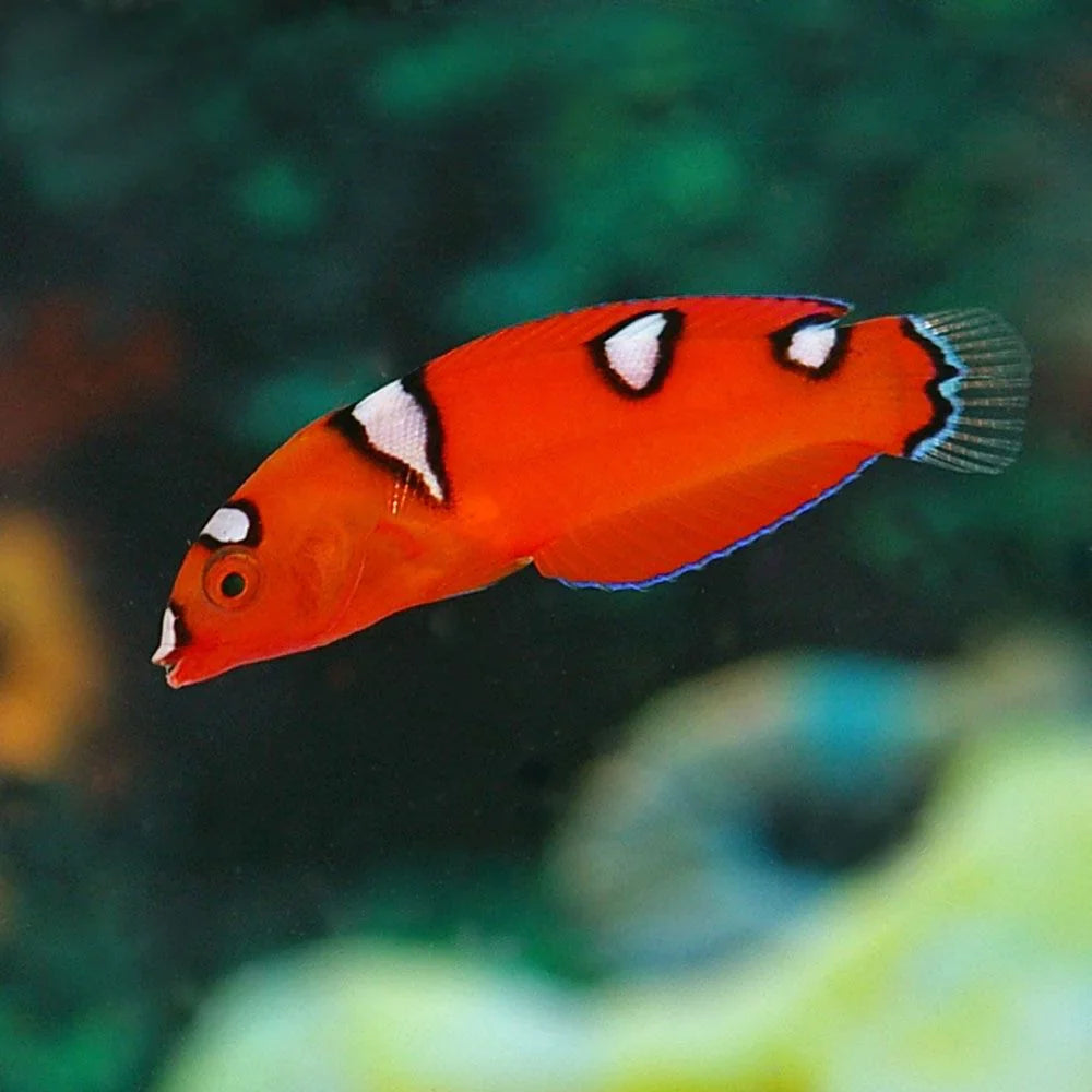 African Red Clown Coris Wrasse Juvenile Size: M 2" to 3"