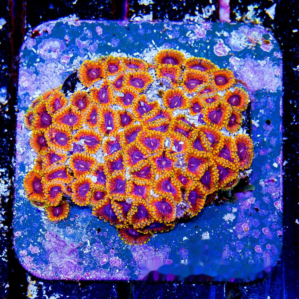 Burning Ember Zoanthid Frag (2 Polyp Average, Aquacultured) Size: M 0.75” to 1” Frag