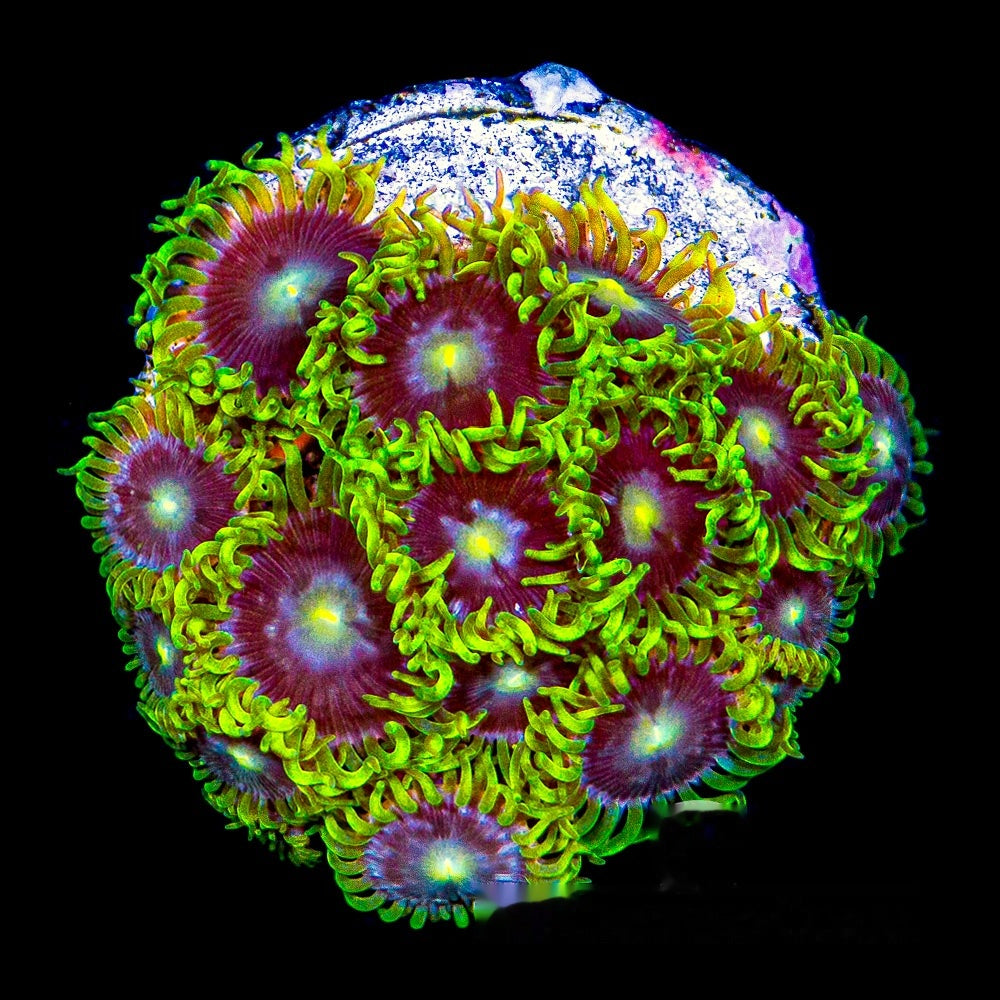 Aquacultured Starfighter Zoanthid Frag (4+ Polyp Average) Size: M 0.75” to 1” Frag