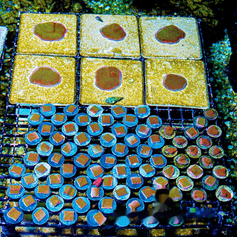 Electric Daisy Stylocoeniella Frag (Aquacultured) Size: M 0.75" to 1" Approx Frag