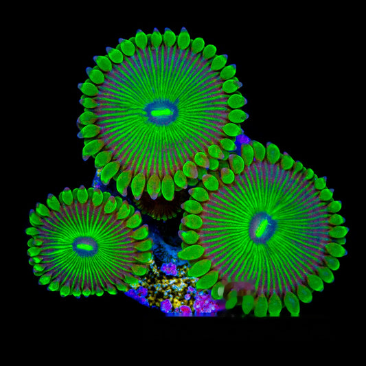 Aquacultured Grouchy Green Zoanthid Frag (2+Polyp Average) Size: M 0.75” to 1” Frag