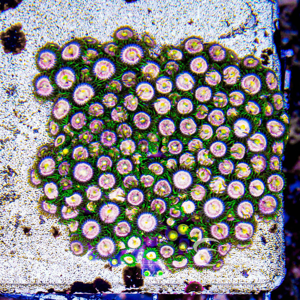 Laser Lemon Zoanthid Frag (4+ Polyp Average, Aquacultured) Size: M 0.75” to 1” Approx Frag