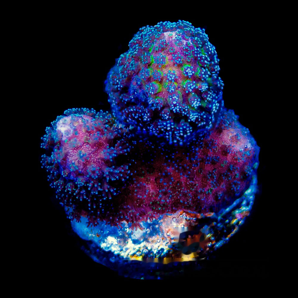 Tidal Gardens OG Tyree Rainbow Stylophora Frag (Aquacultured) Size: M 0.75" to 1" Approx Frag