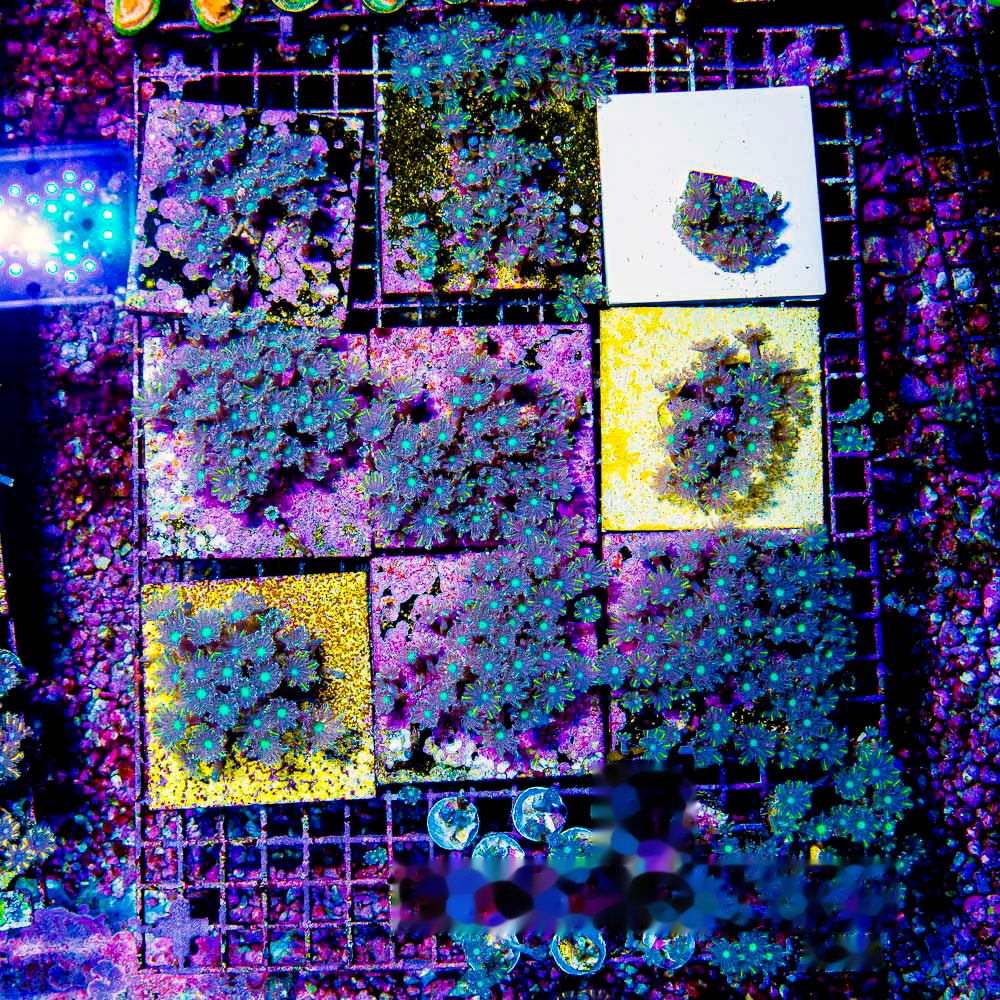TSA Lemon Laser Clove Polyp Frag (Aquacultured) Size: M 0.75” to 1” Approx Frag
