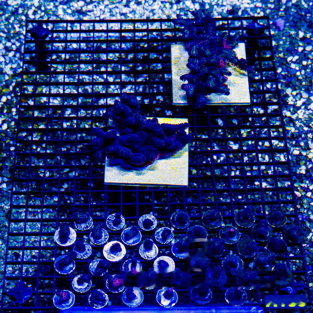 Void Walker Stylophora Frag (Aquacultured) Size: M 0.75" to 1" Approx Frag