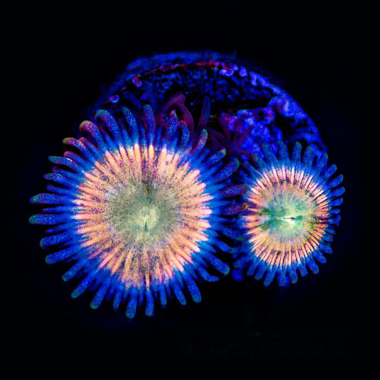 Aquacultured Tangerang Zoanthid Frag (2+ Polyp Average) Size: M 0.75” to 1” Frag