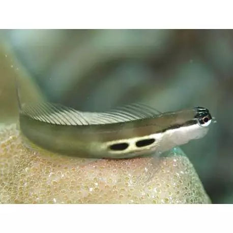 Two Spot Bimaculatus Blenny