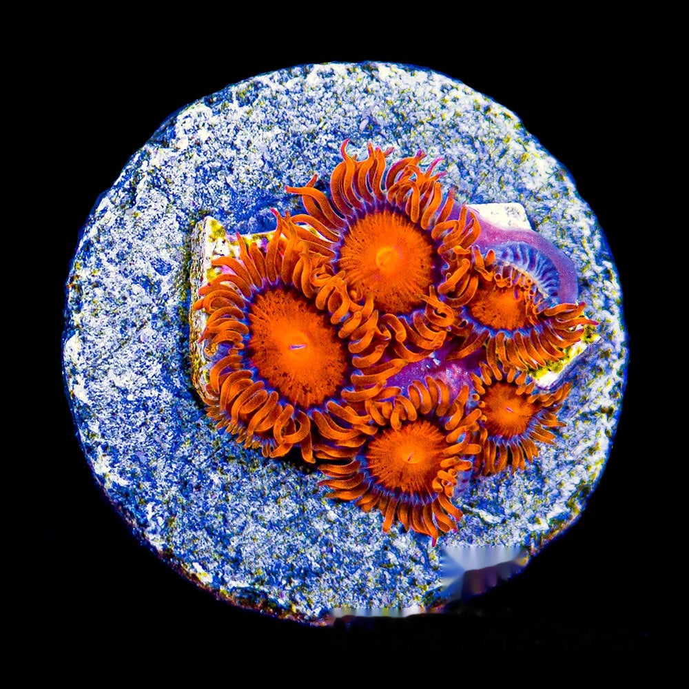 Aquacultured Bam Bam Zoanthid Frag (4+ Polyp Average) Size: M 0.75” to 1” Frag
