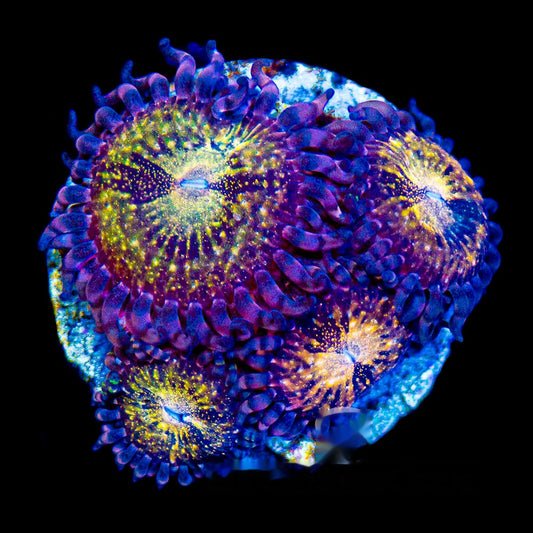 Aquacultured Pandora Zoanthid Frag (4+ Polyp Average) Size: M 0.75” to 1” Frag