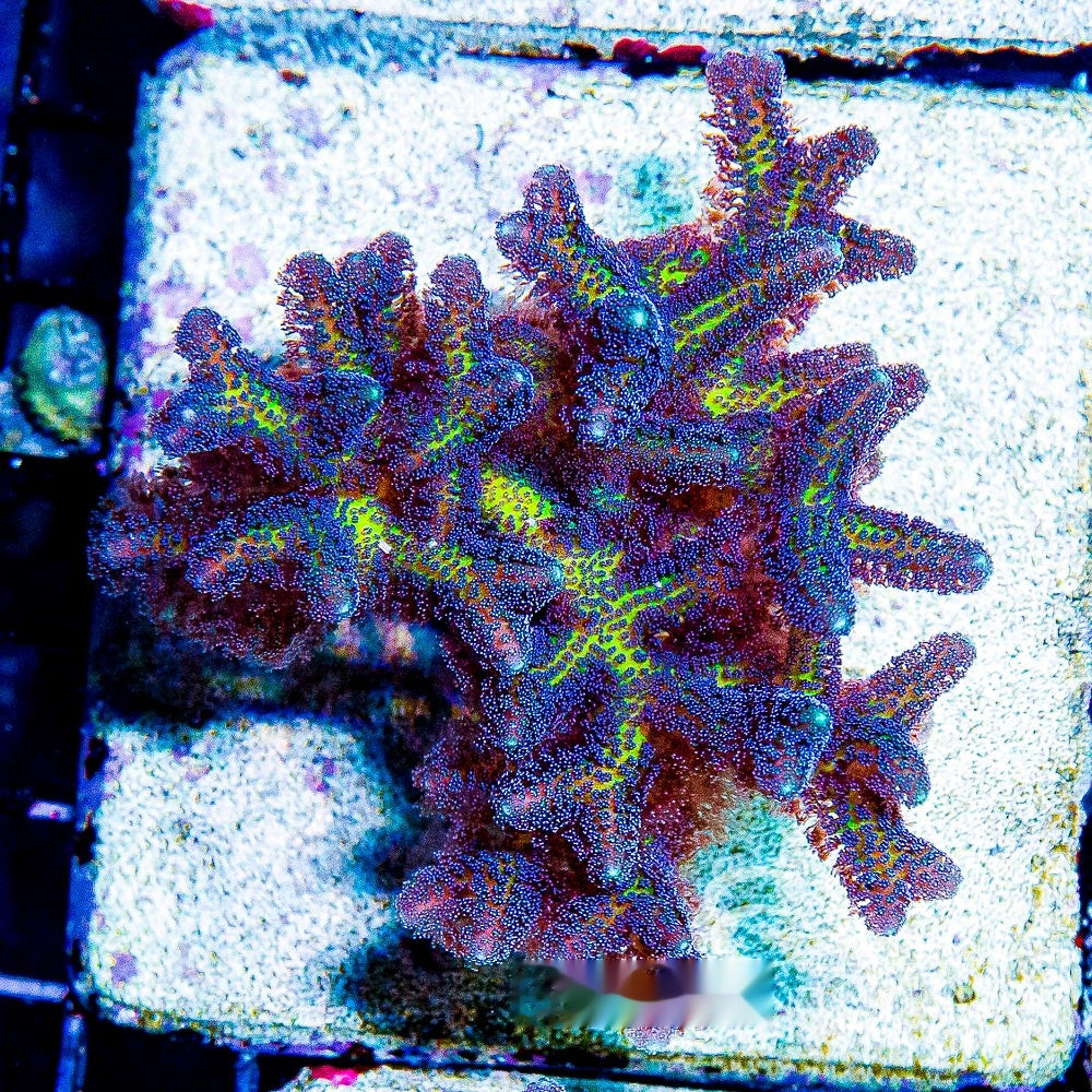 Birds of Paradise Birdsnest Frag (Aquacultured) Size: M 0.75" to 1" Approx Frag