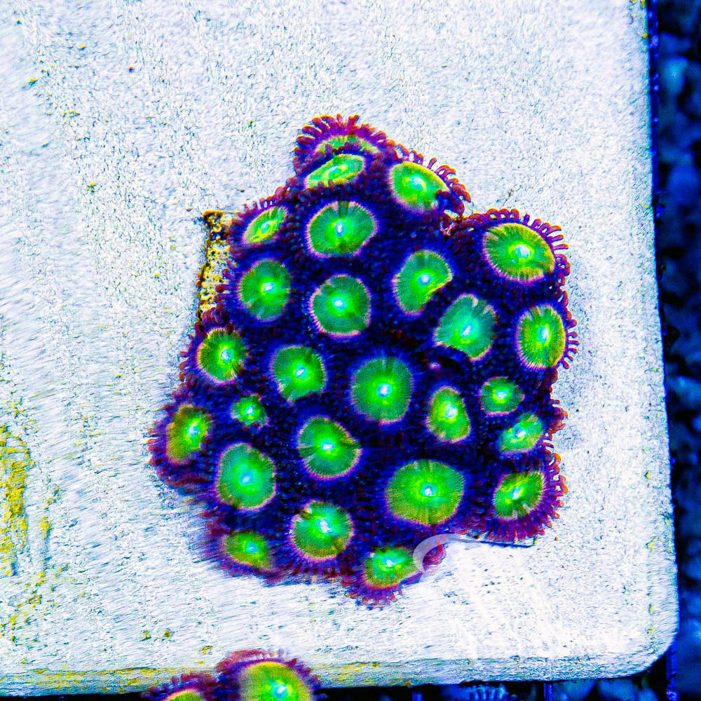 Aquacultured Rainbow Spectrum Zoanthid Frag (2+Polyp Average) Size: M 0.75” to 1” Frag