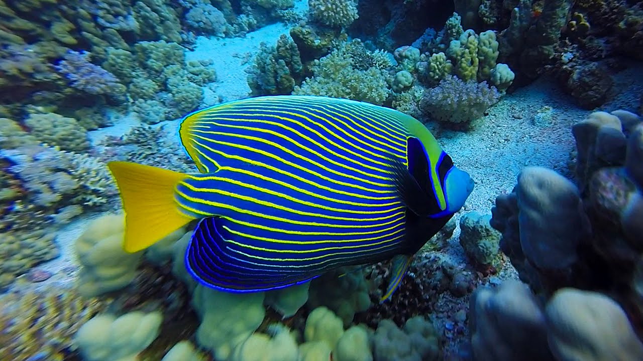 Emperor Angelfish Adult - Violet Aquarium